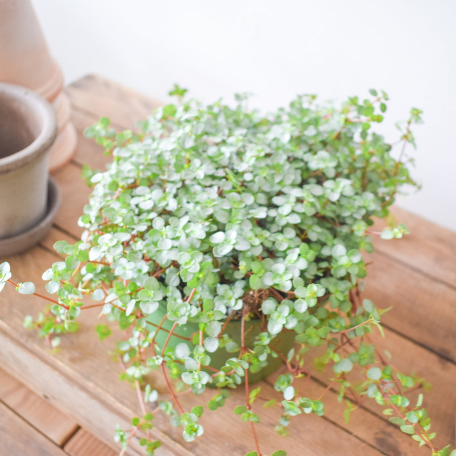Pilea Aquamarine