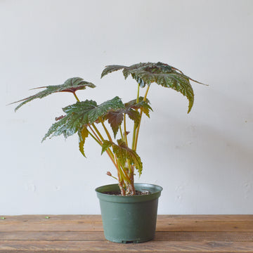 Gryphon Begonia