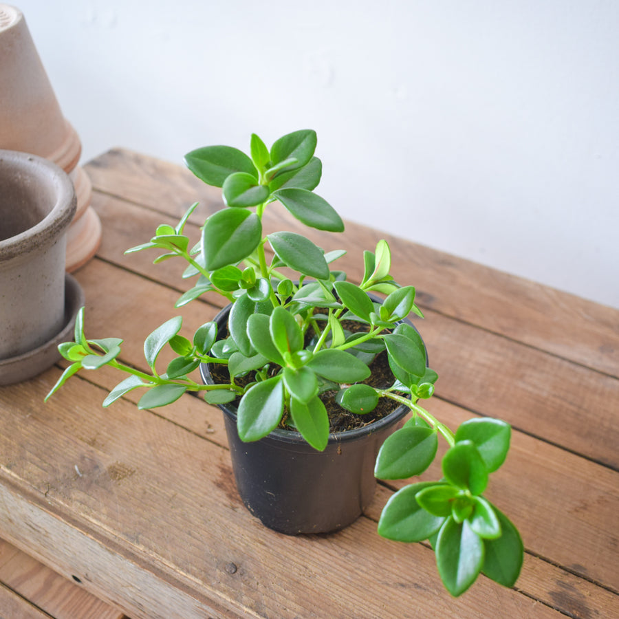 Goldfish Plant Green