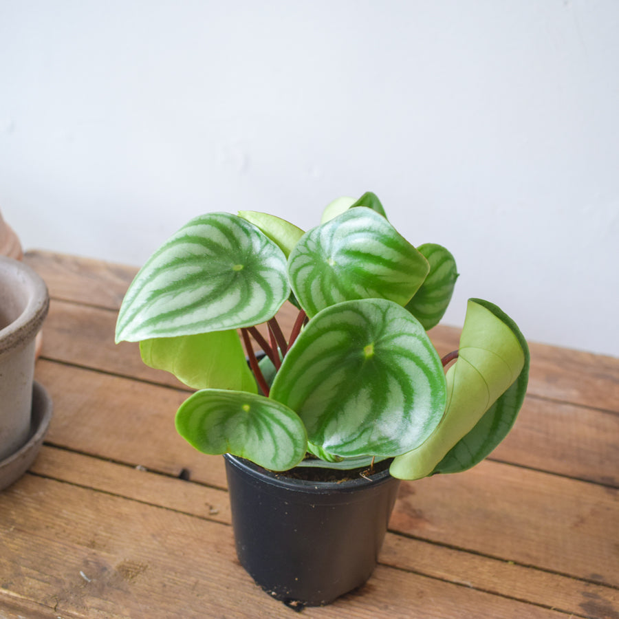 Peperomia Watermelon