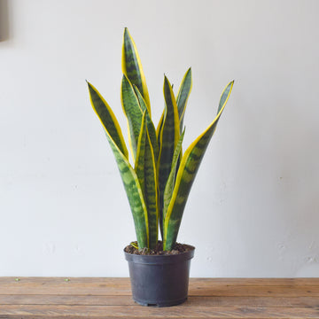 Sansevieria Laurentii