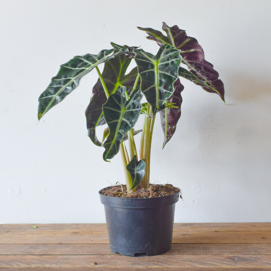 Alocasia Polly