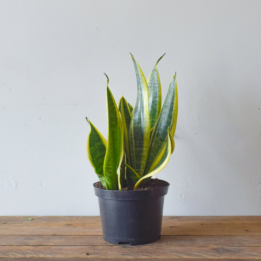 Sansevieria Futura