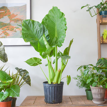 Alocasia Calidora