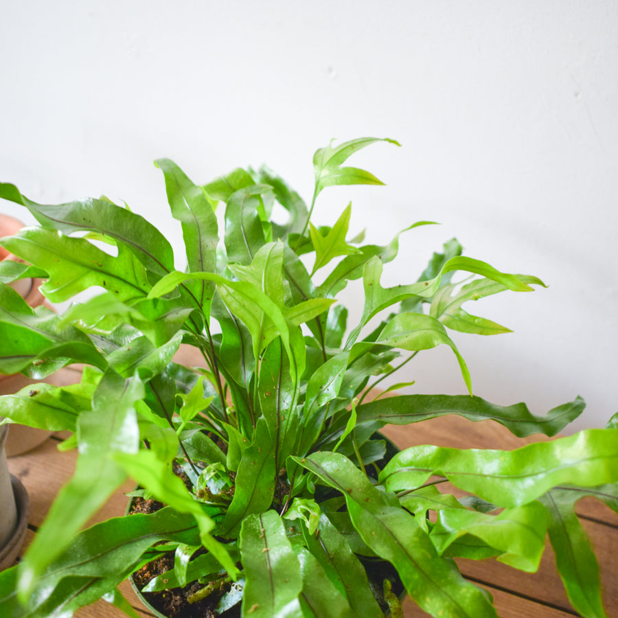 Kangaroo Paw Fern