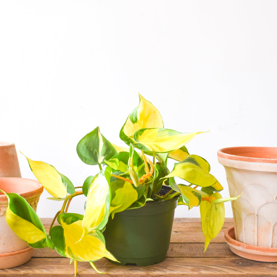 philodendron brasil yellow Philodendron 'Brasil'