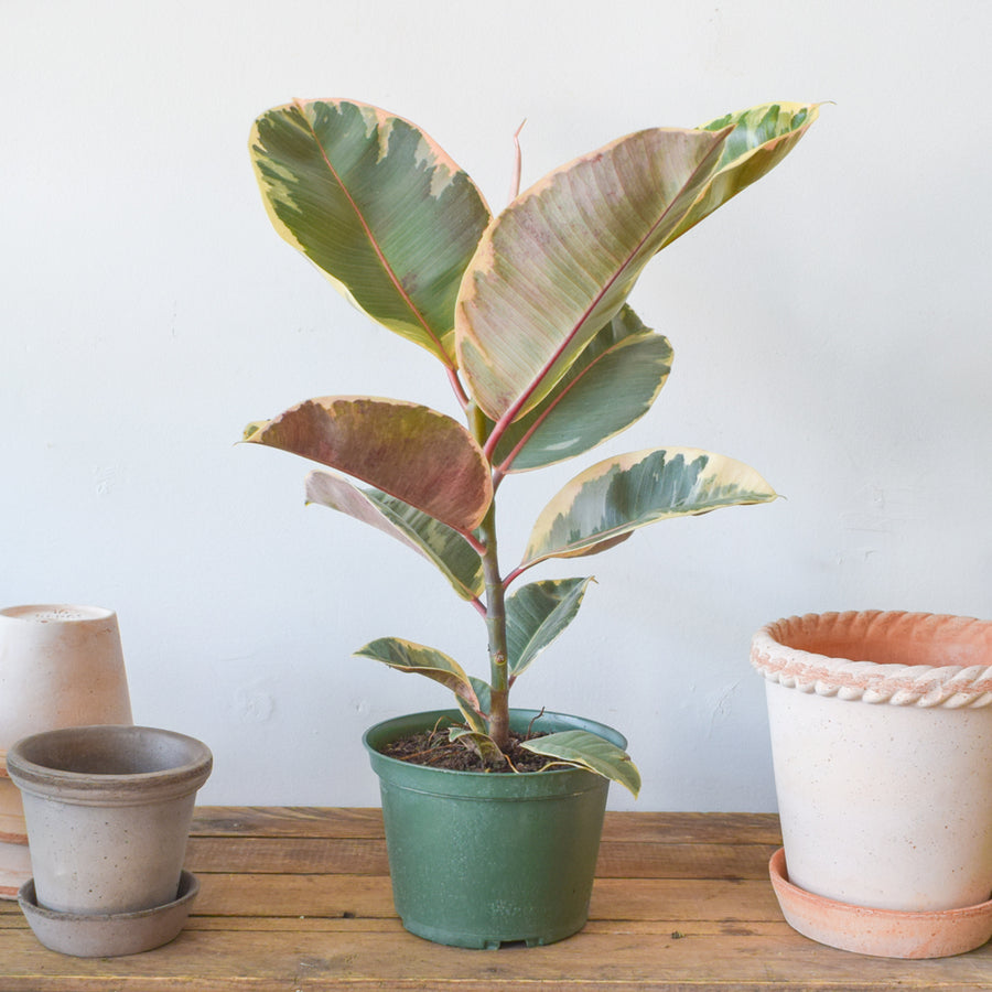 Rubber Plant Tineke