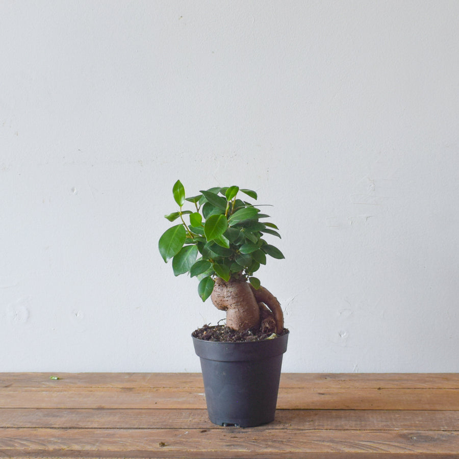 Ficus Ginseng Bonsai