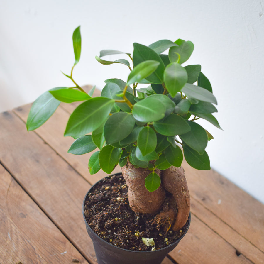 Ficus Ginseng Bonsai