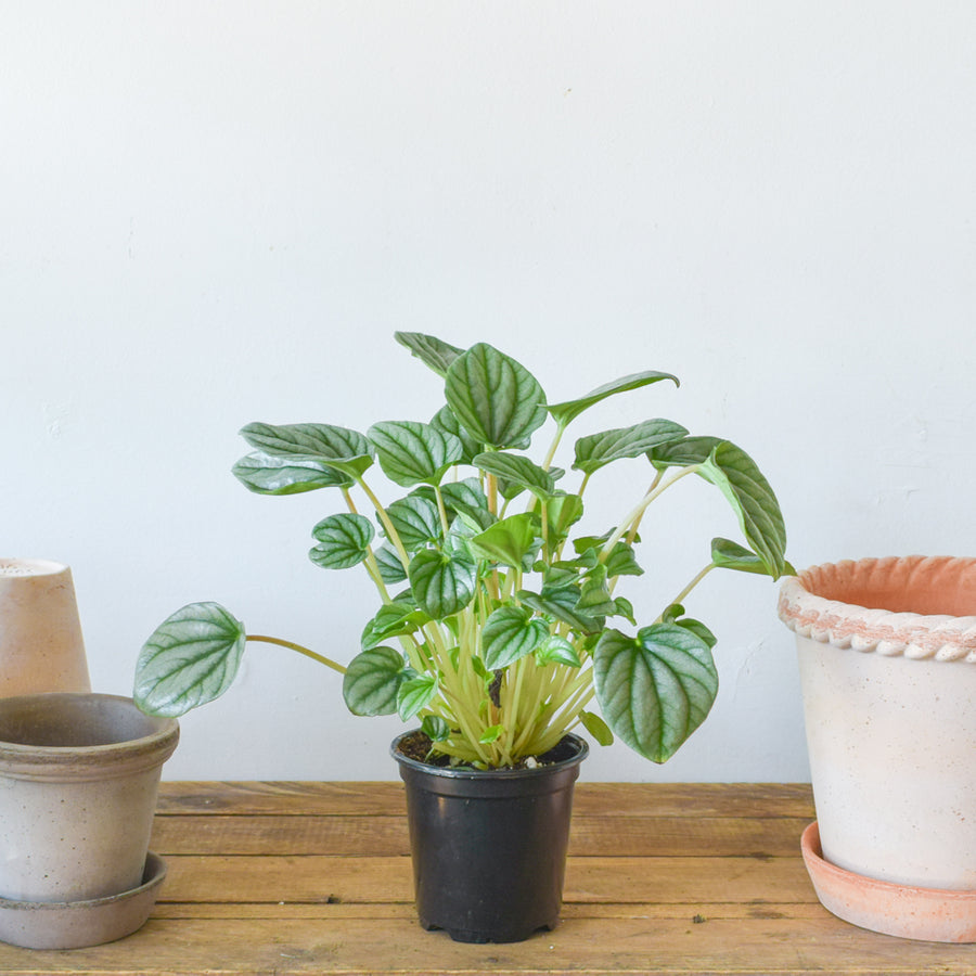 Peperomia Frost