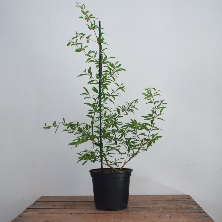 Pomegranate Tree