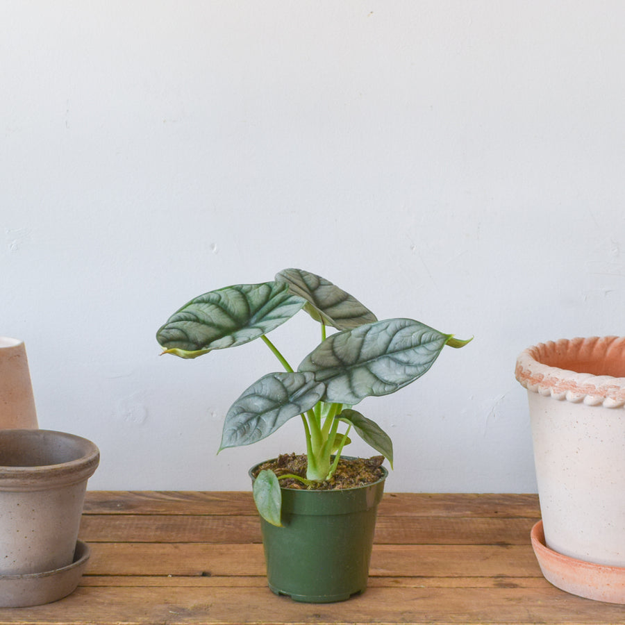 Alocasia Silver Dragon