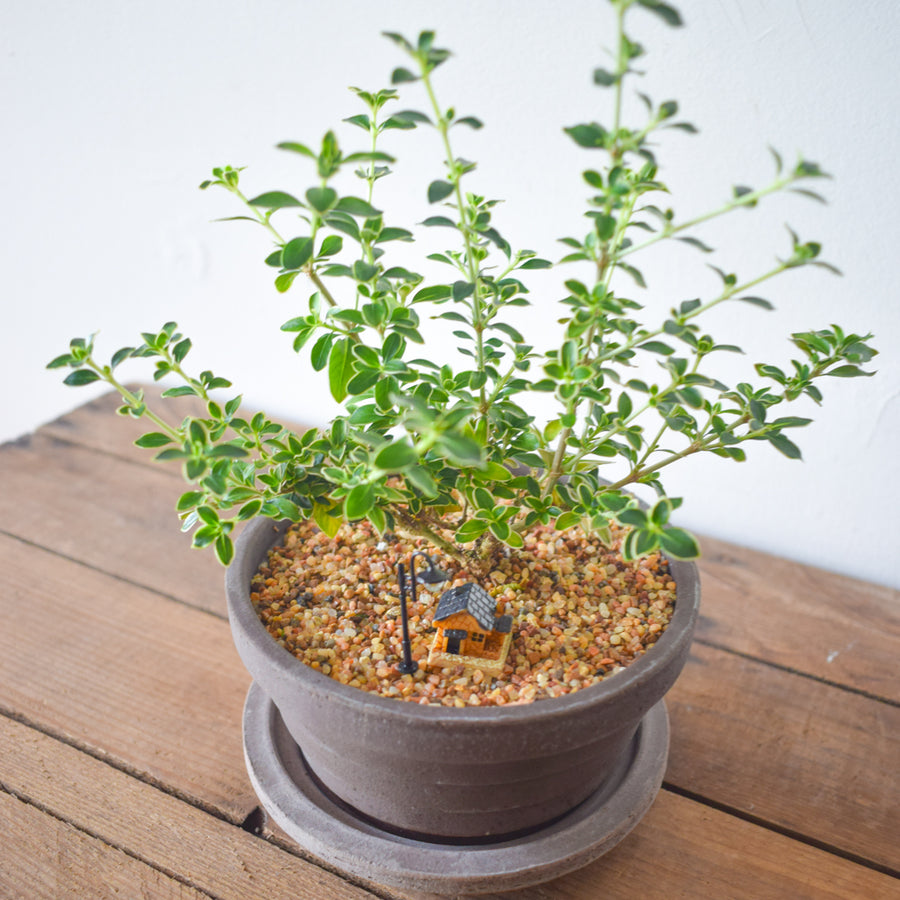 Snow Bush Bonsai (Variegated Serissa)