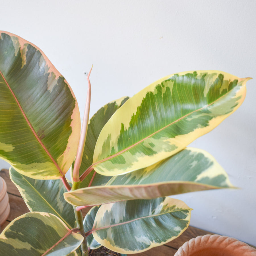 Rubber Plant Tineke