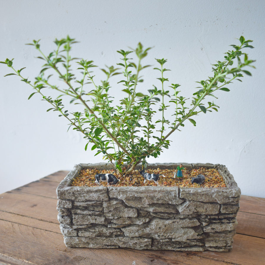 Snow Bush Bonsai (Variegated Serissa)