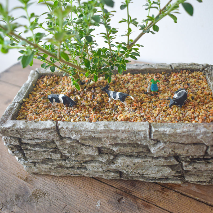 Snow Bush Bonsai (Variegated Serissa)