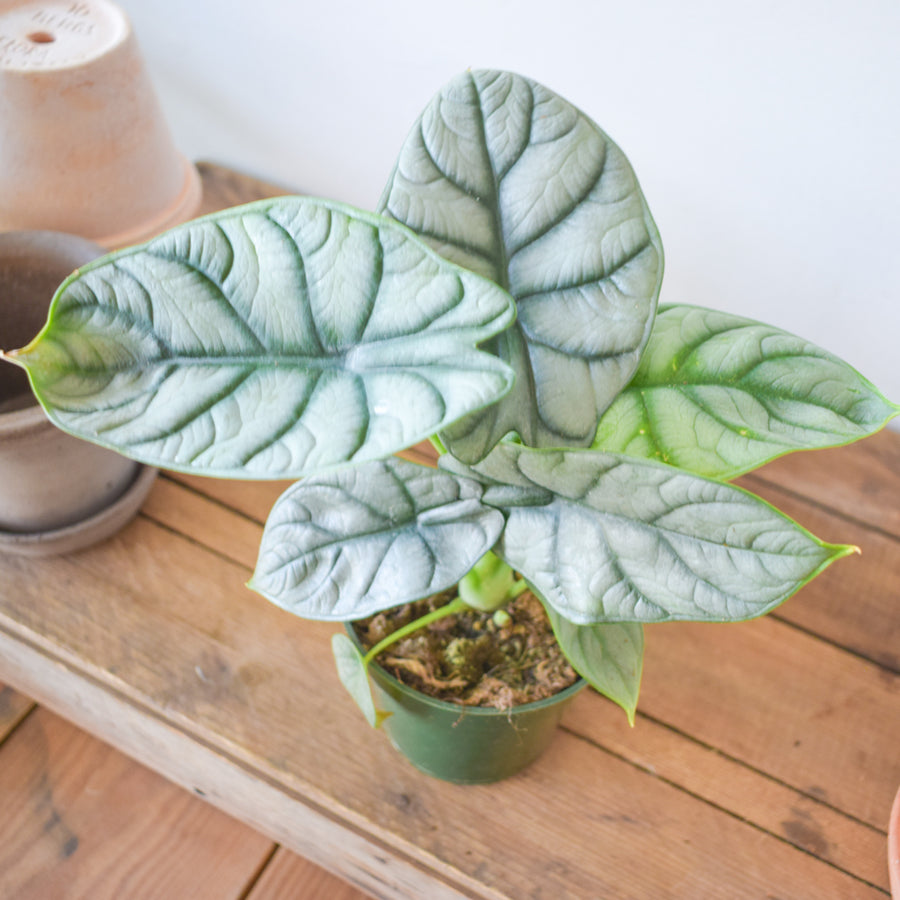 Alocasia Silver Dragon