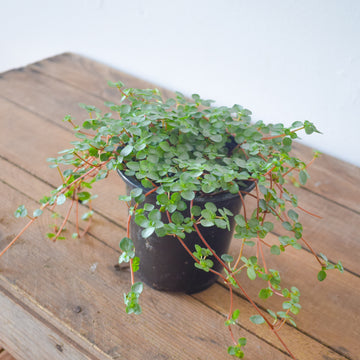 Pilea Aquamarine