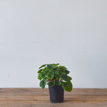 Peperomia Ripple