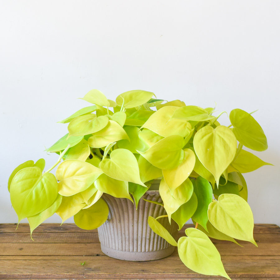 Heartleaf Lemon Philodendron