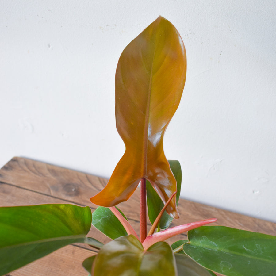 Philodendron Florida Bronze