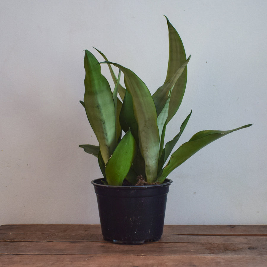 Sansevieria Moonshine