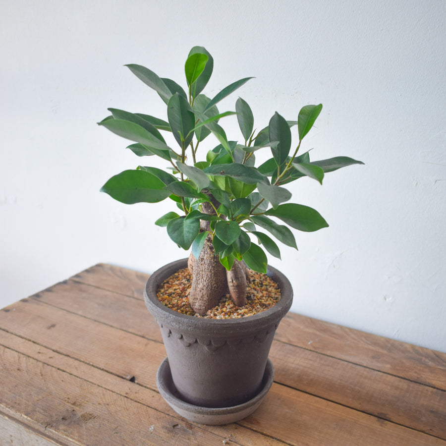 Ficus Ginseng Bonsai