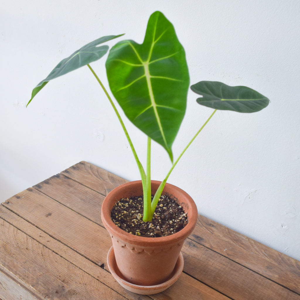 Anthurium Magnificum Plant Society