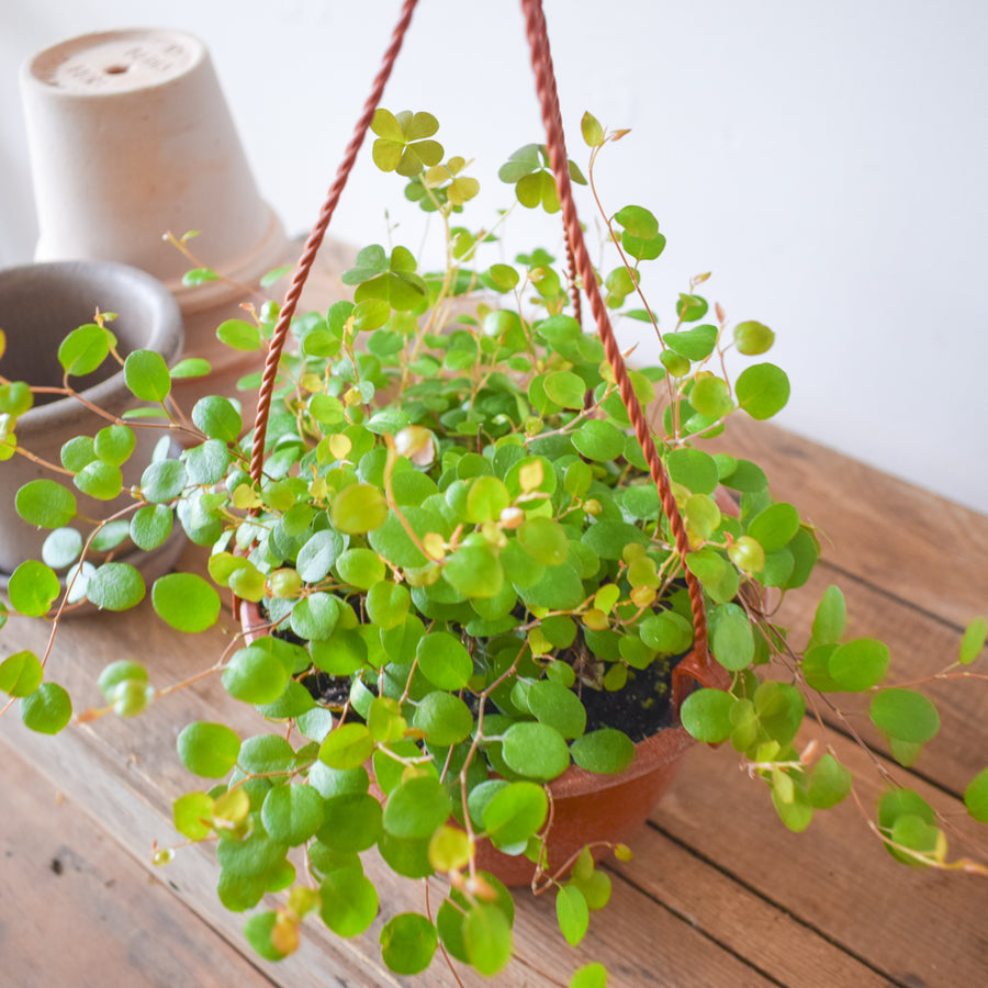 Wire Vine