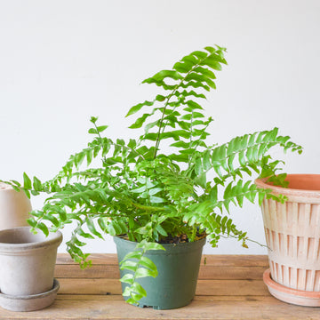 Macho Fern