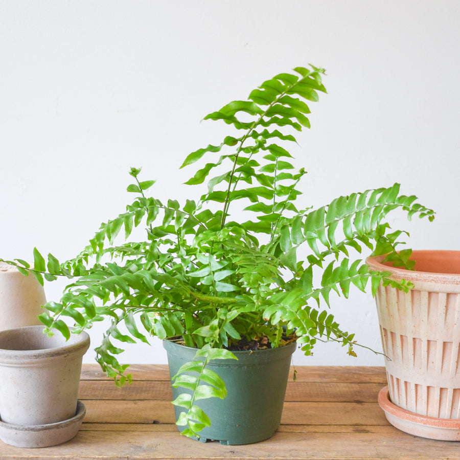 Macho Fern