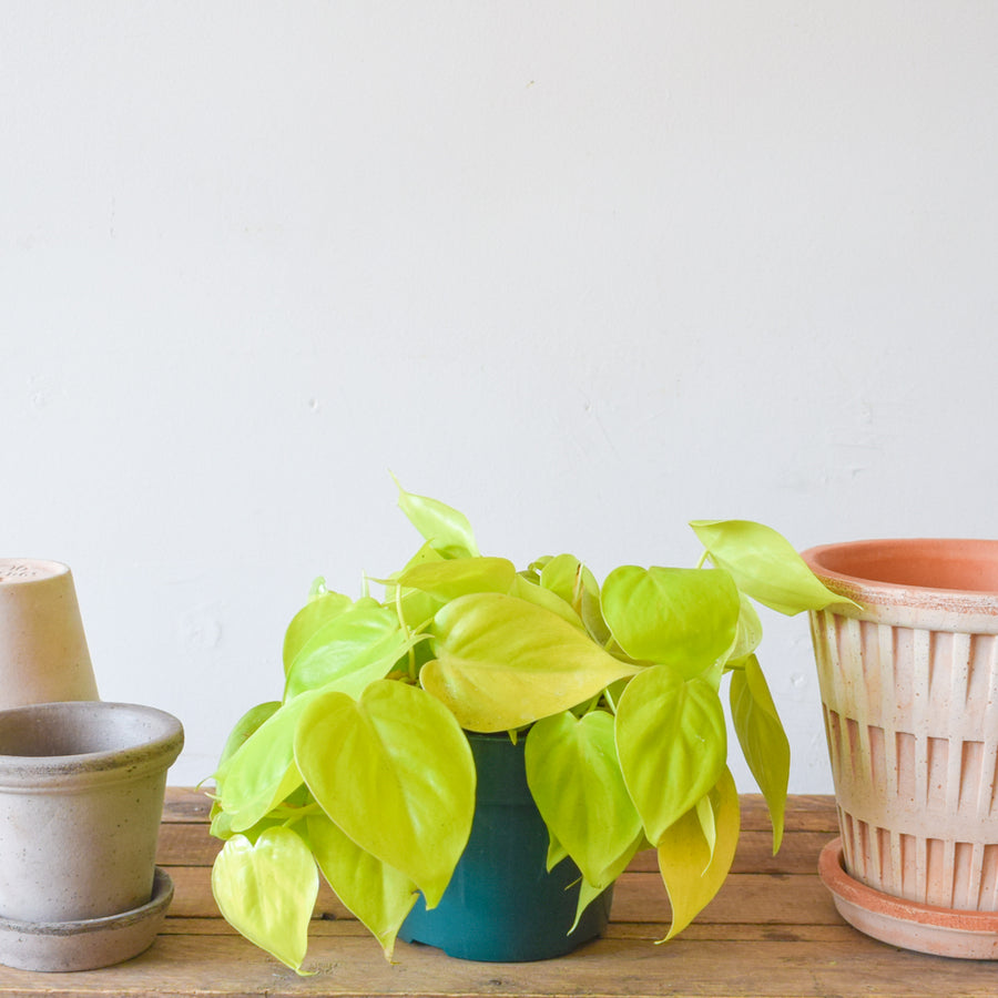 Heartleaf Lemon Philodendron