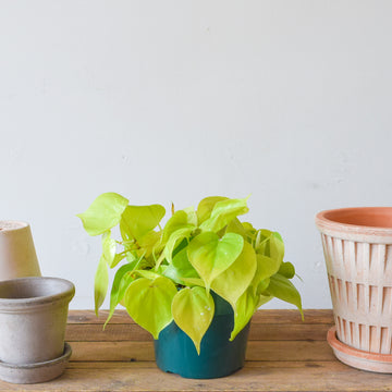 Heartleaf Lemon Philodendron