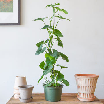Syngonium Green Fantasy