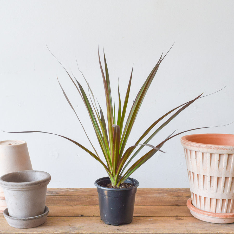 Dracaena Marginata