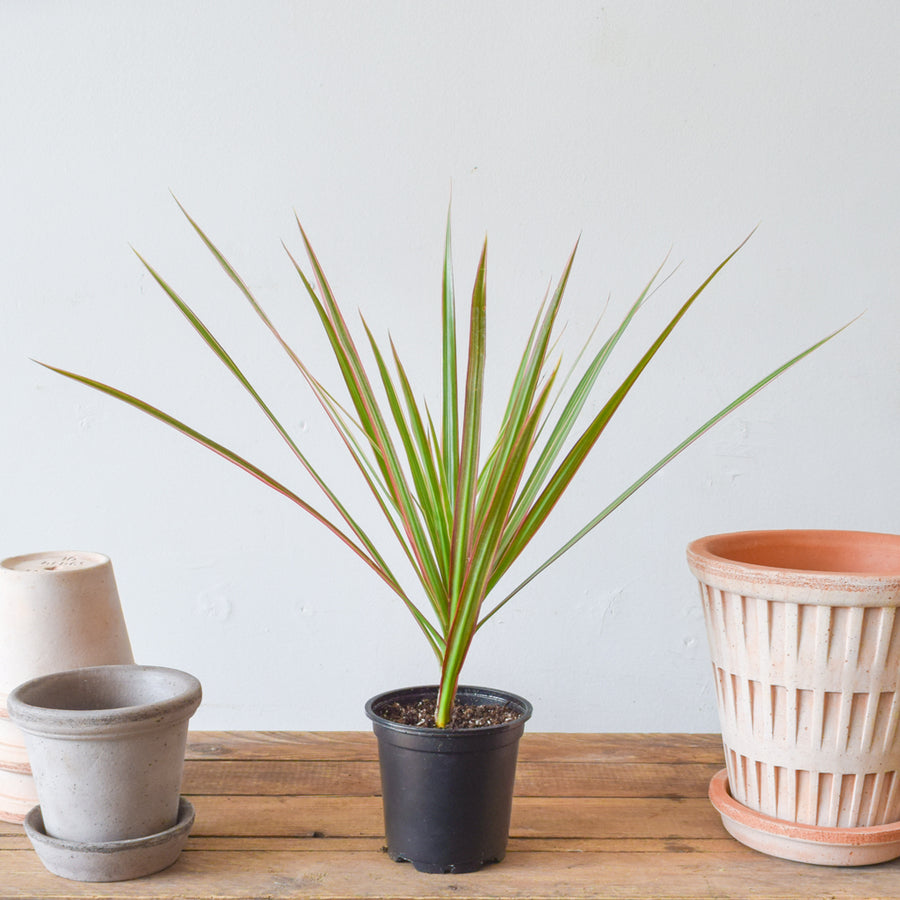 Dracaena Marginata
