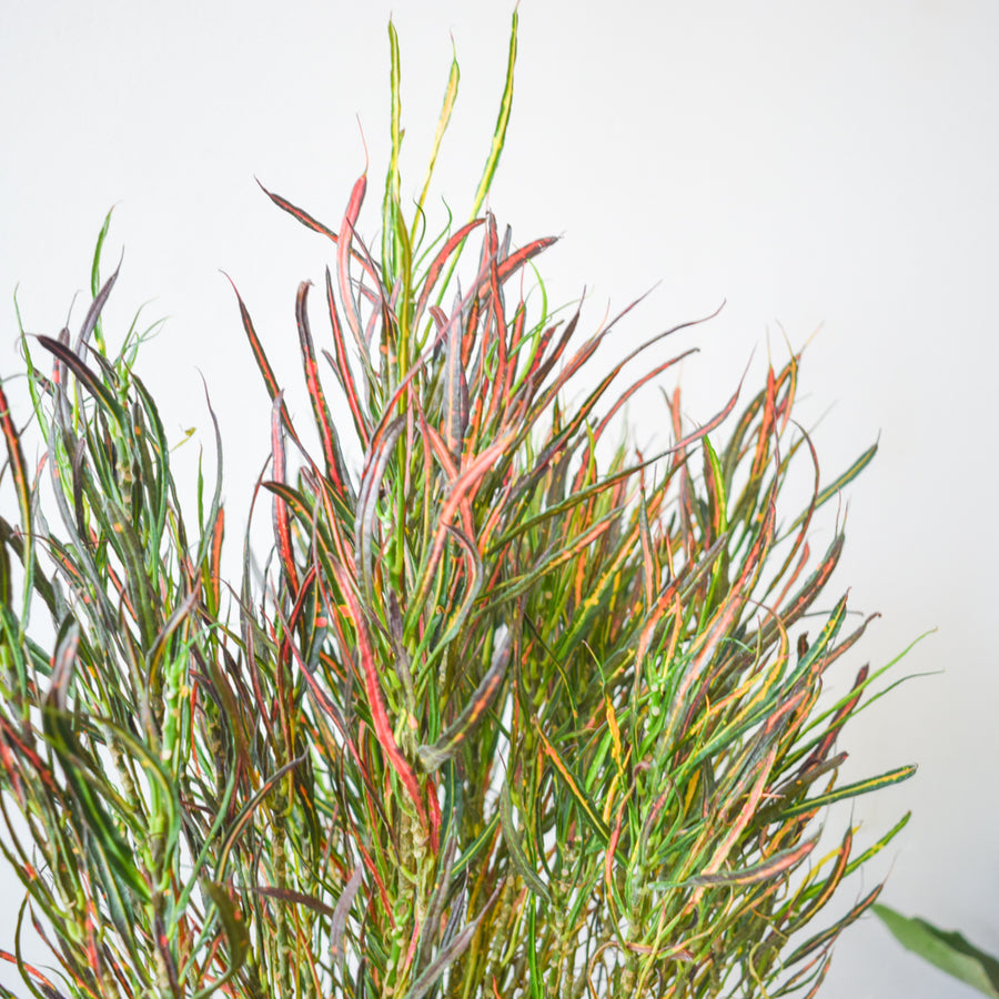 Croton Picasso