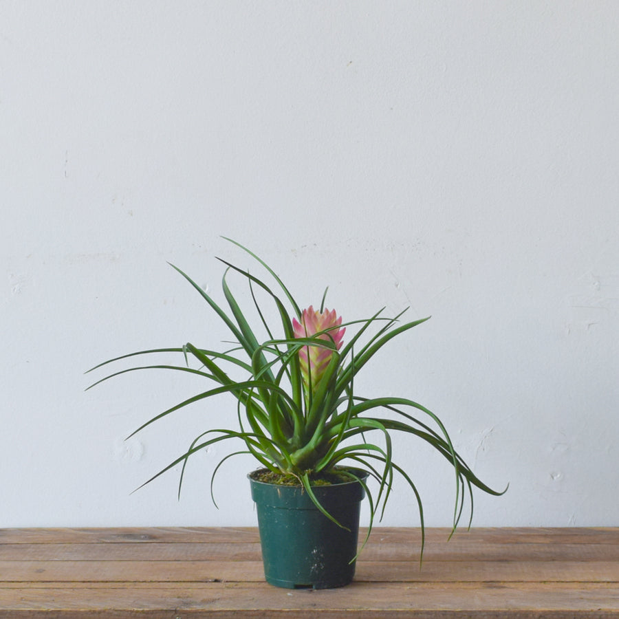 Tillandsia Cyanea (Pink Quill)