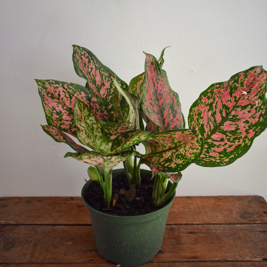 Aglaonema Pink Valentine