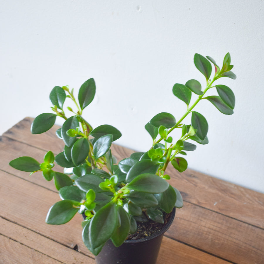 Goldfish Plant Green