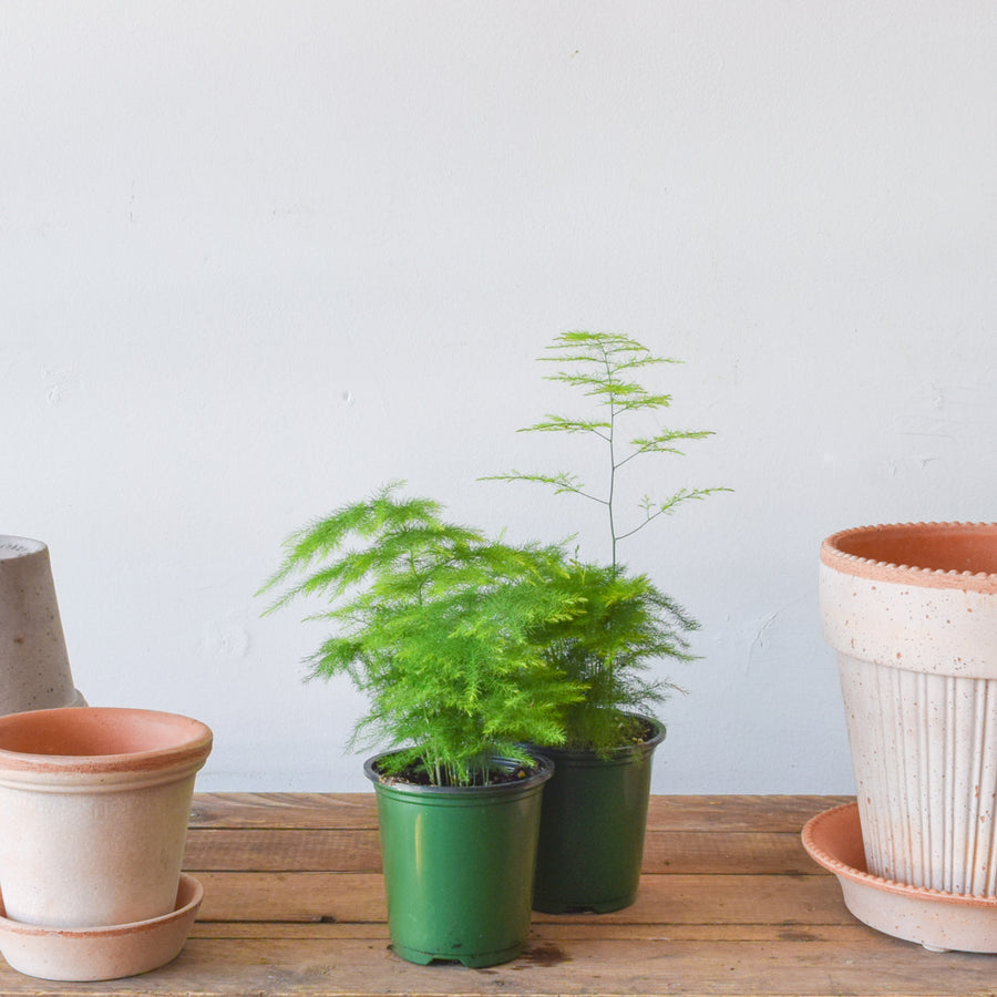 Asparagus Fern