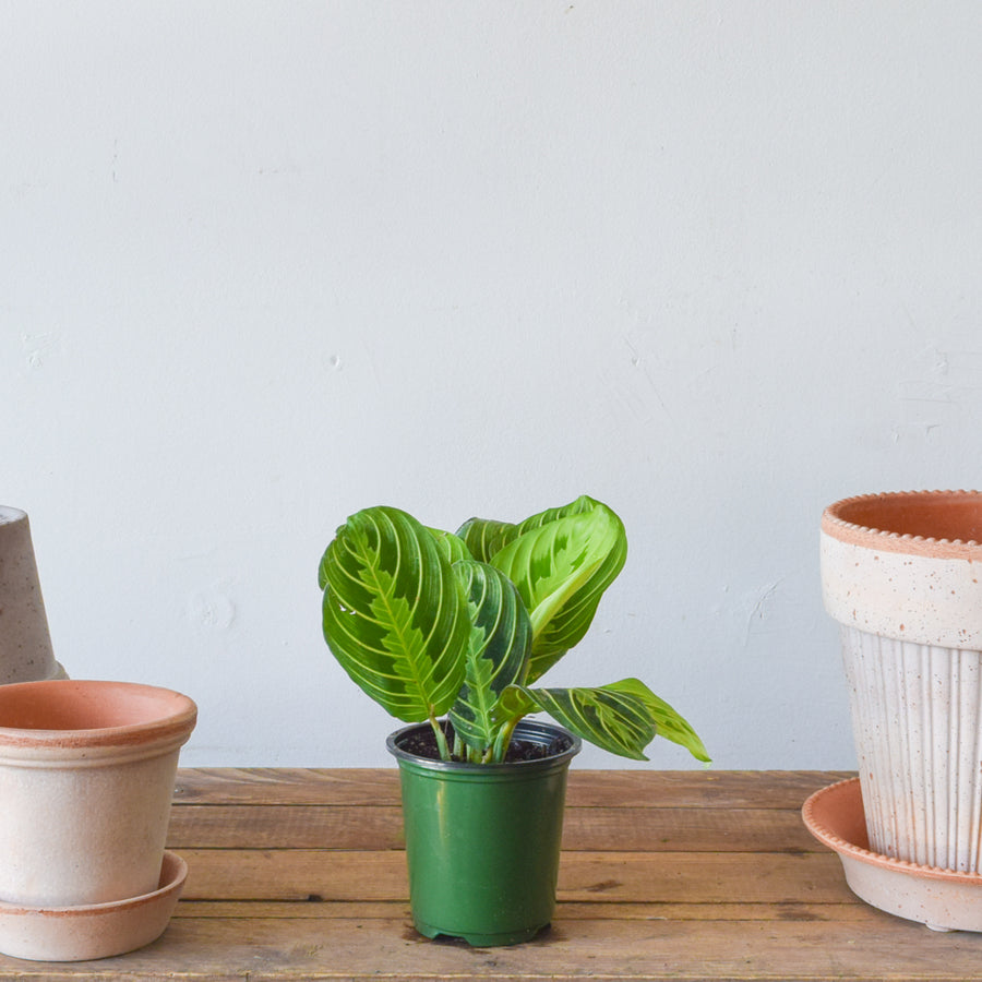 Maranta Prayer Plant