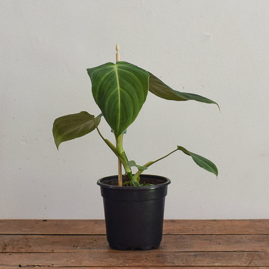 Philodendron Glorious