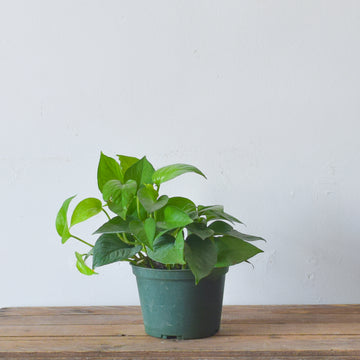 Pothos Green Jade