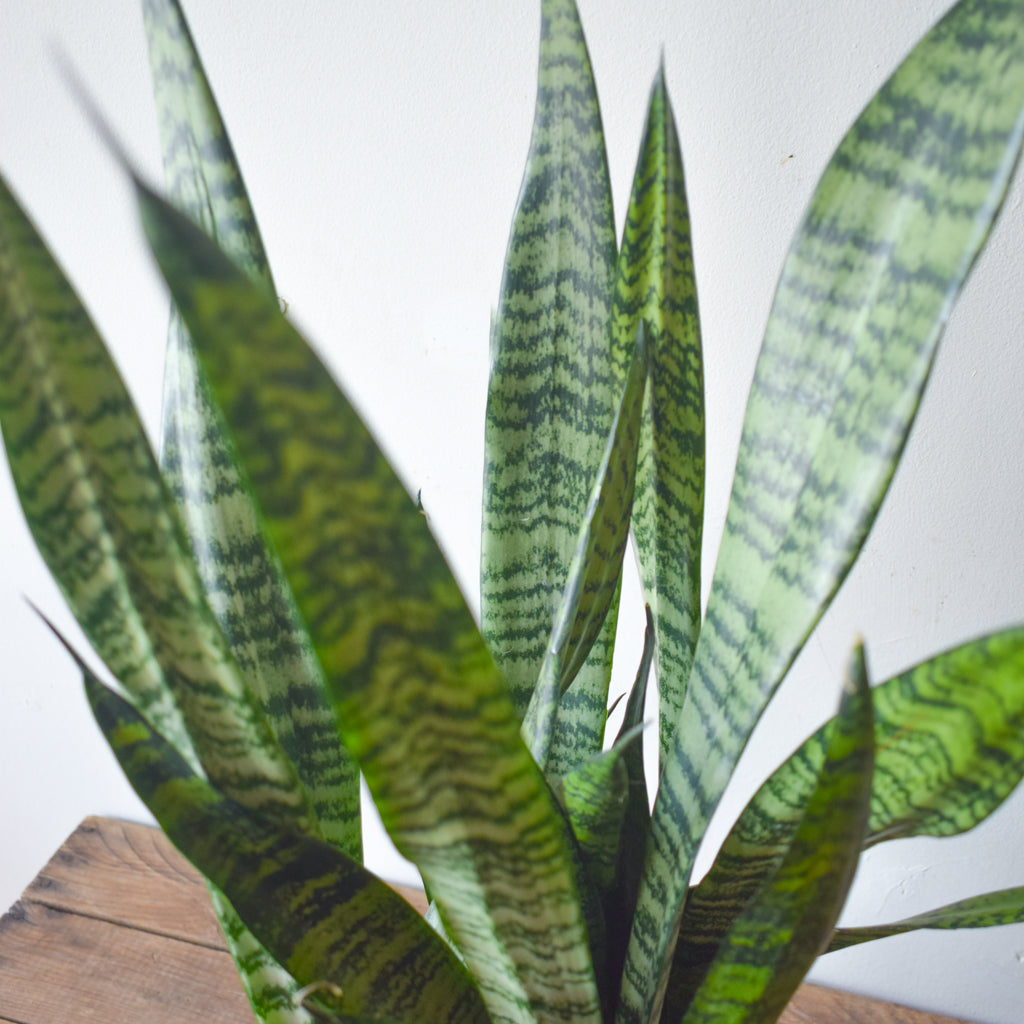 large snake plant toronto Sansevieria Zeylanica
