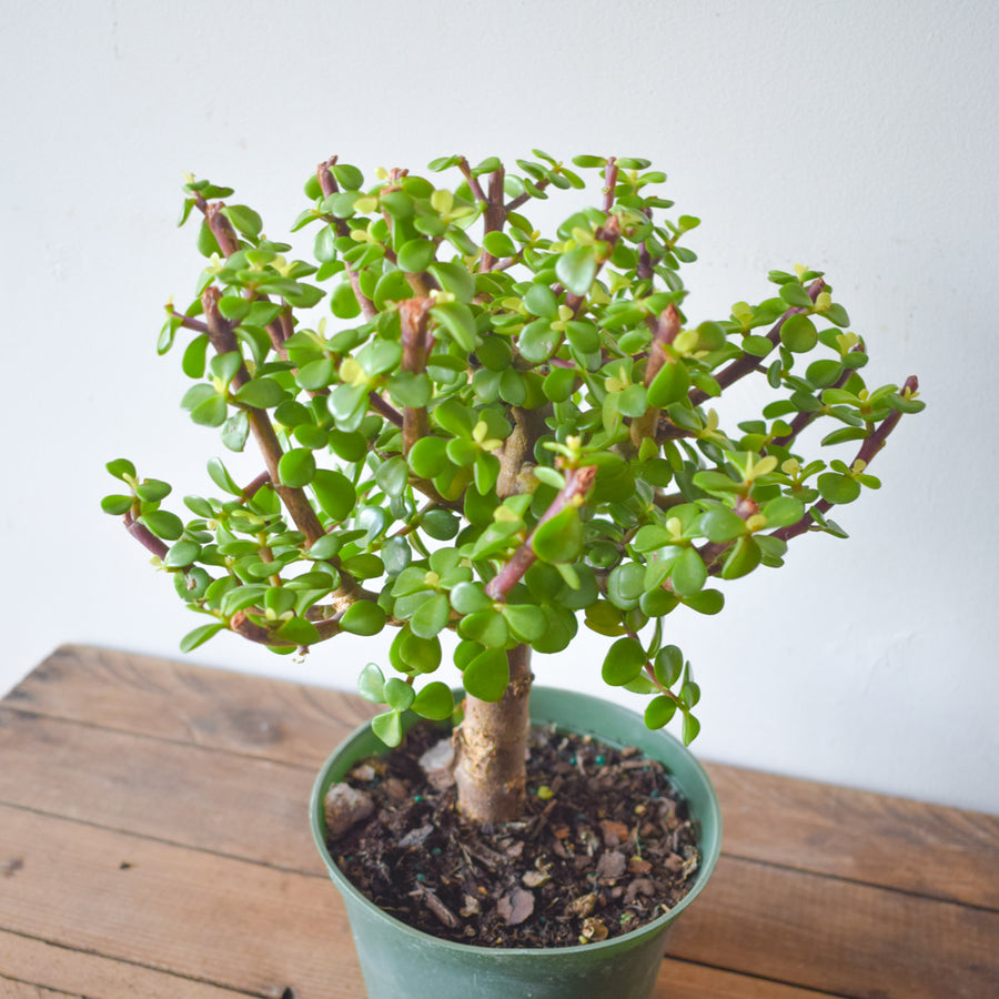 Dwarf Jade Bonsai