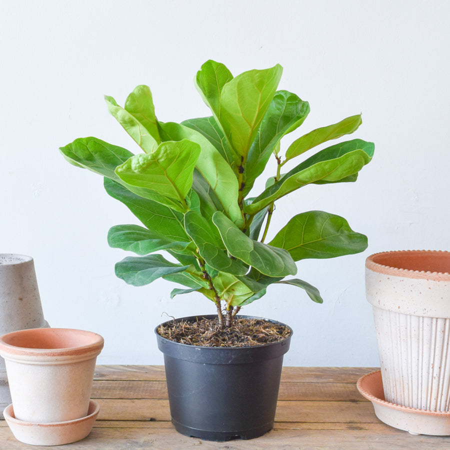 Fiddle Leaf Fig Bambino