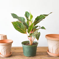 aglaonema moonstone Aglaonema Moonstone Miles – Plant Society Toronto