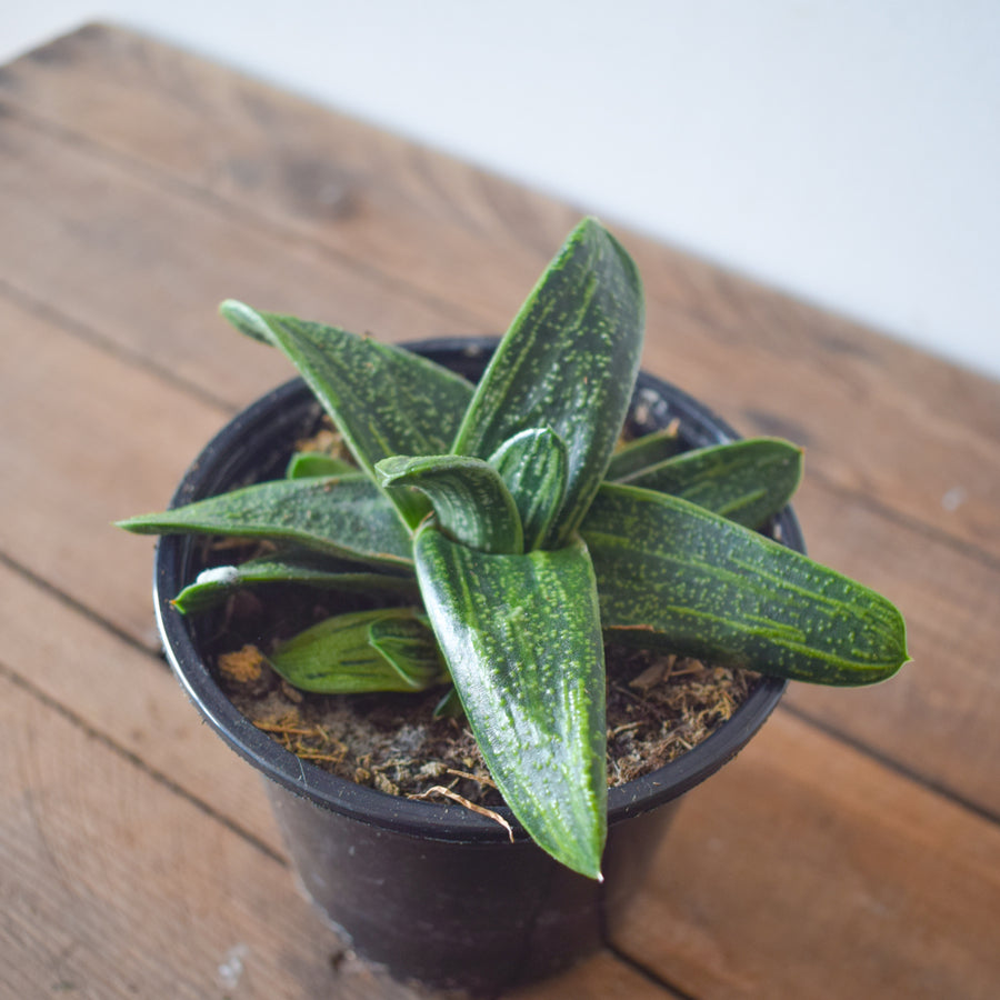 Gasteria 'Little Warty'