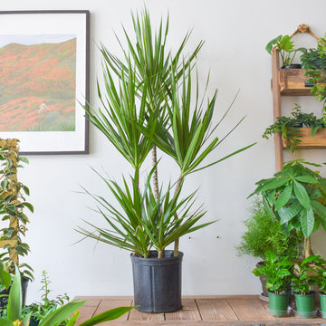 Dracaena Marginata Stagger